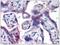 EvC Ciliary Complex Subunit 2 antibody, AP31073PU-N, Origene, Immunohistochemistry frozen image 