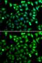 mRNA export factor antibody, GTX33456, GeneTex, Immunocytochemistry image 