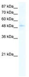 Sirtuin 7 antibody, TA330289, Origene, Western Blot image 