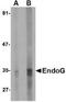 Endonuclease G, mitochondrial antibody, TA319642, Origene, Western Blot image 