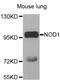 Nucleotide Binding Oligomerization Domain Containing 1 antibody, LS-C331385, Lifespan Biosciences, Western Blot image 