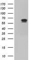 Imp2 antibody, TA501272S, Origene, Western Blot image 