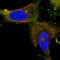 Centrosomal Protein 55 antibody, HPA023430, Atlas Antibodies, Immunofluorescence image 