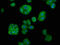 Apolipoprotein B MRNA Editing Enzyme Catalytic Subunit 1 antibody, LS-C674943, Lifespan Biosciences, Immunofluorescence image 