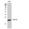 Zinc Finger Protein 695 antibody, LS-C386751, Lifespan Biosciences, Western Blot image 