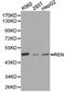 Renin antibody, LS-C192891, Lifespan Biosciences, Western Blot image 