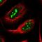 NOP14 Nucleolar Protein antibody, HPA039596, Atlas Antibodies, Immunocytochemistry image 