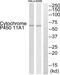 Cytochrome P450 Family 11 Subfamily A Member 1 antibody, abx015079, Abbexa, Western Blot image 