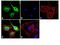 Galectin 1 antibody, 43-7400, Invitrogen Antibodies, Immunofluorescence image 