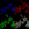Brevican antibody, SMC-428D-PCP, StressMarq, Immunofluorescence image 