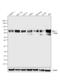 Protein Regulator Of Cytokinesis 1 antibody, GTX15796, GeneTex, Western Blot image 