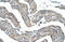 G Protein-Coupled Receptor 161 antibody, ARP42712_T100, Aviva Systems Biology, Immunohistochemistry paraffin image 