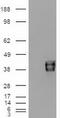 CD326 / EpCAM antibody, TA500056, Origene, Western Blot image 