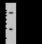 Sclerostin domain-containing protein 1 antibody, 106553-T32, Sino Biological, Western Blot image 