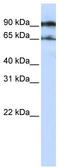Autophagy Related 9A antibody, TA335944, Origene, Western Blot image 