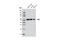 Enah/Vasp-Like antibody, 12536S, Cell Signaling Technology, Western Blot image 