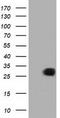Myo-Inositol Oxygenase antibody, TA501420S, Origene, Western Blot image 
