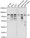 IK Cytokine antibody, LS-C750249, Lifespan Biosciences, Western Blot image 