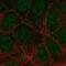 Fms Related Tyrosine Kinase 4 antibody, NBP2-68669, Novus Biologicals, Immunocytochemistry image 