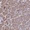 Coiled-Coil Domain Containing 85A antibody, HPA057020, Atlas Antibodies, Immunohistochemistry frozen image 