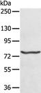 MX Dynamin Like GTPase 1 antibody, PA5-50429, Invitrogen Antibodies, Western Blot image 