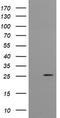 UMP/CMPK antibody, CF505390, Origene, Western Blot image 