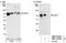 DnaJ Heat Shock Protein Family (Hsp40) Member C21 antibody, NBP1-03347, Novus Biologicals, Western Blot image 