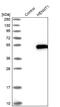 HENMT1 antibody, NBP1-88330, Novus Biologicals, Western Blot image 