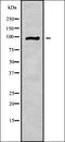 G Elongation Factor Mitochondrial 1 antibody, orb338290, Biorbyt, Western Blot image 