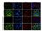 TBC1 Domain Family Member 4 antibody, 702305, Invitrogen Antibodies, Immunocytochemistry image 