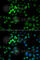 Hypoxia Up-Regulated 1 antibody, A6625, ABclonal Technology, Immunofluorescence image 