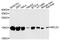 60S ribosomal protein L23 antibody, abx135736, Abbexa, Western Blot image 