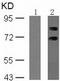 Ribosomal Protein S6 Kinase B1 antibody, TA324277, Origene, Western Blot image 