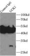 Uridine-Cytidine Kinase 2 antibody, FNab09223, FineTest, Immunoprecipitation image 