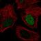 Small Integral Membrane Protein 6 antibody, HPA065721, Atlas Antibodies, Immunofluorescence image 