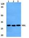 Neural Retina Leucine Zipper antibody, A00505-2, Boster Biological Technology, Western Blot image 