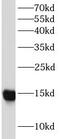 HPL antibody, FNab03315, FineTest, Western Blot image 