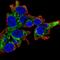 Probable arylformamidase antibody, HPA023861, Atlas Antibodies, Immunofluorescence image 