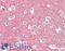 Syntaxin 1A antibody, LS-B11169, Lifespan Biosciences, Immunohistochemistry frozen image 
