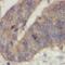 Isocitrate dehydrogenase [NADP], mitochondrial antibody, FNab04120, FineTest, Immunohistochemistry frozen image 