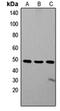 Zinc finger protein ZIC 1 antibody, orb304668, Biorbyt, Western Blot image 