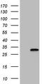 Homeobox protein Nkx-3.1 antibody, TA805088, Origene, Western Blot image 