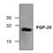 Fibroblast growth factor 20 antibody, GTX59882, GeneTex, Western Blot image 