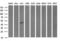 Docking Protein 7 antibody, LS-C337748, Lifespan Biosciences, Western Blot image 