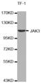 Janus Kinase 3 antibody, AHP2488, Bio-Rad (formerly AbD Serotec) , Western Blot image 