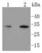 HES1 antibody, A01459, Boster Biological Technology, Western Blot image 