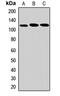 DEAH-Box Helicase 36 antibody, orb412332, Biorbyt, Western Blot image 