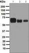 Alkaline Phosphatase, Placental antibody, ab133602, Abcam, Western Blot image 