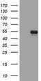 CD5 Molecule antibody, LS-C336439, Lifespan Biosciences, Western Blot image 