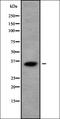 MAGB2 antibody, orb336221, Biorbyt, Western Blot image 
